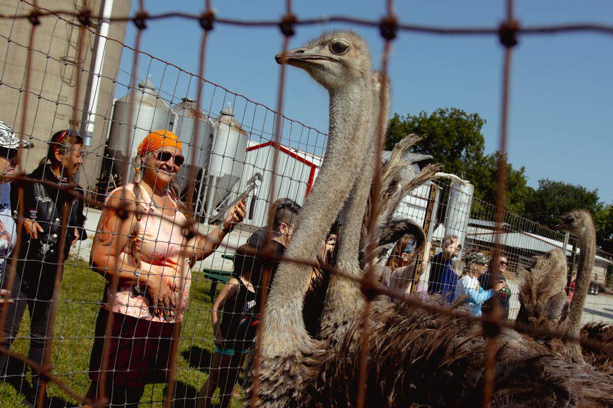 Tina Weber smiles as ostriches strut by her on Saturday, Aug. 10, 2024, at Salger’s Ostrich Products in Red Bud, Illinois.