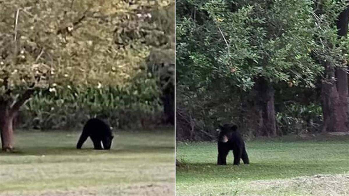 A black bear snacks on apples in rural Jackson County Monday before heading northwest toward Gorham and the Mississippi River. Some are wondering if a sighting Wednesday in the Missouri village of Brewer -- some 30 miles away -- is the same bear.