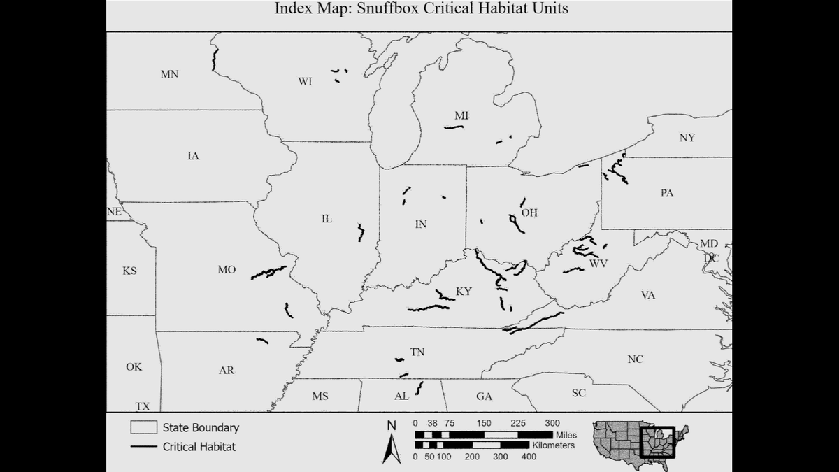The snuffbox mussel was once found in more than 210 waterways.