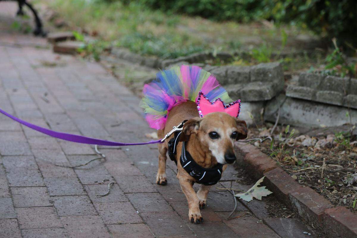 The third annual St. Charles Paw Parade is planned for Oct. 8, 2022.