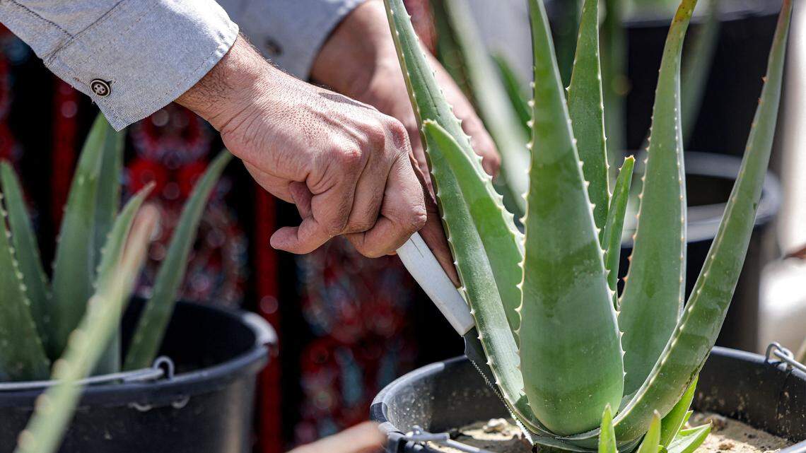 The Surprising Health Benefits of Keeping an Aloe Vera Plant at Home