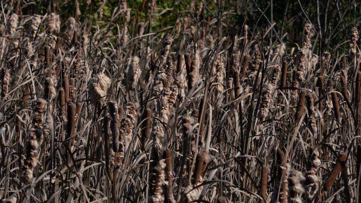 Wild cattails provide an excellent source of birdwatching at Silver Creek Preserve.