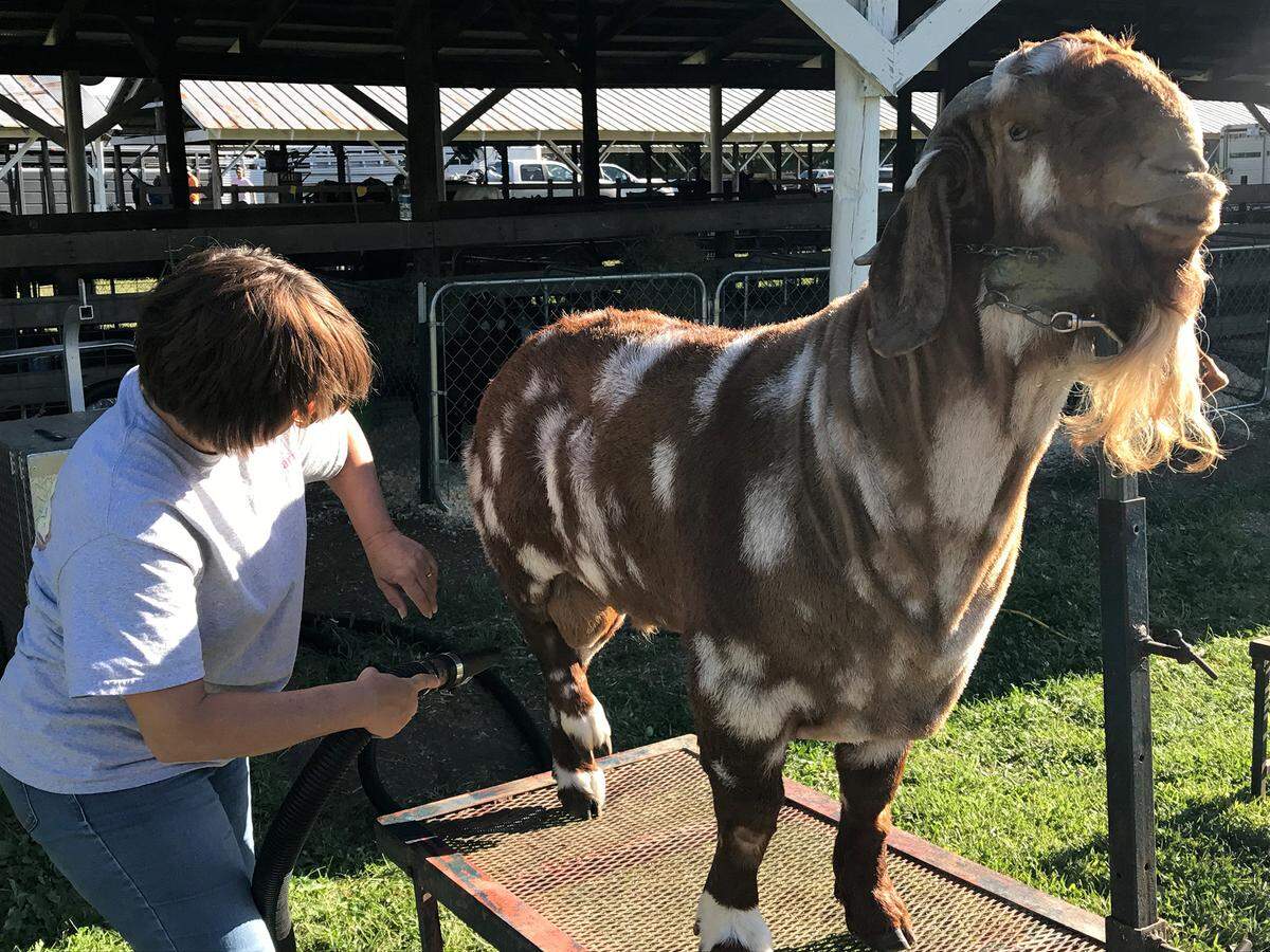 Linda Blumich cleans her buck goat at the 2017 Bond County Fair.