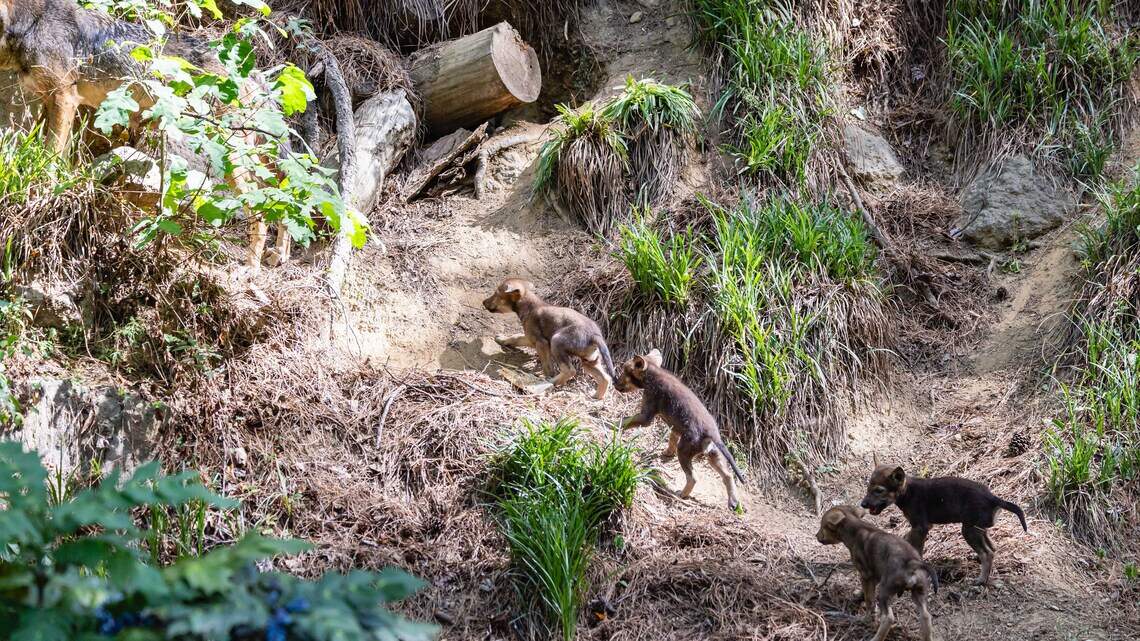 Seven Durham-raised red wolves moved north. Meet the pair taking their place