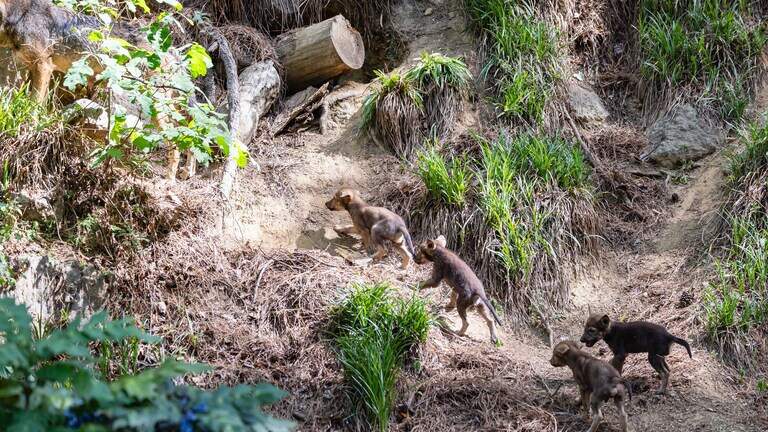 Seven Durham-raised red wolves moved north. Meet the pair taking their place
