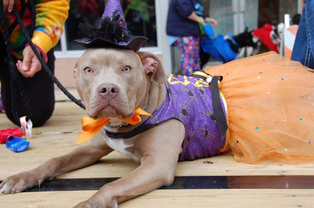 This year’s Howl’oween Pet Parade will take place Sunday, Oct. 20, in downtown Belleville. The parade starts at 1 p.m. at East Lincoln Street and will be followed by a block party.