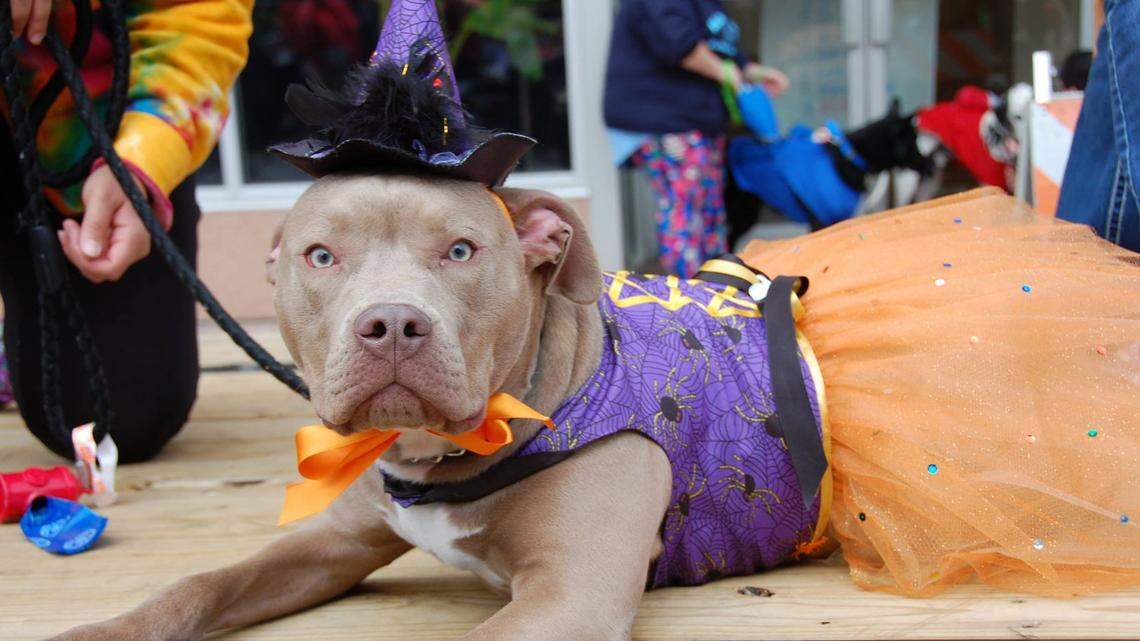 Howl’oween pet parade, DraculaFest, other Halloween events highlight this weekend