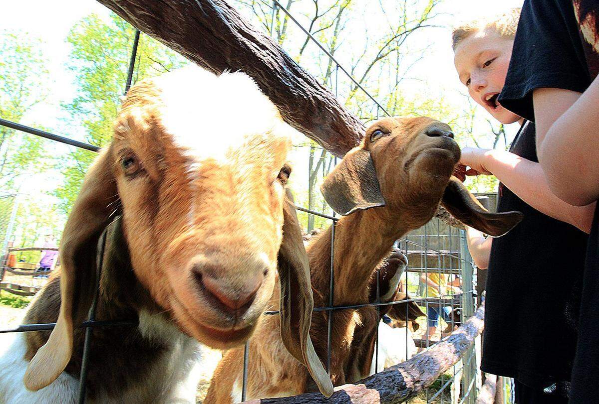 Visit with the goats and other animals at Willoughby Heritage Farm in Collinsville.