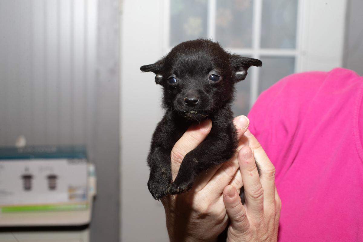 Prince, a then-seven-week-old puppy the size of a shoe, will be available for adoption through Bishop Small Dog Rescue after necessary vaccines and medical procedures are complete.