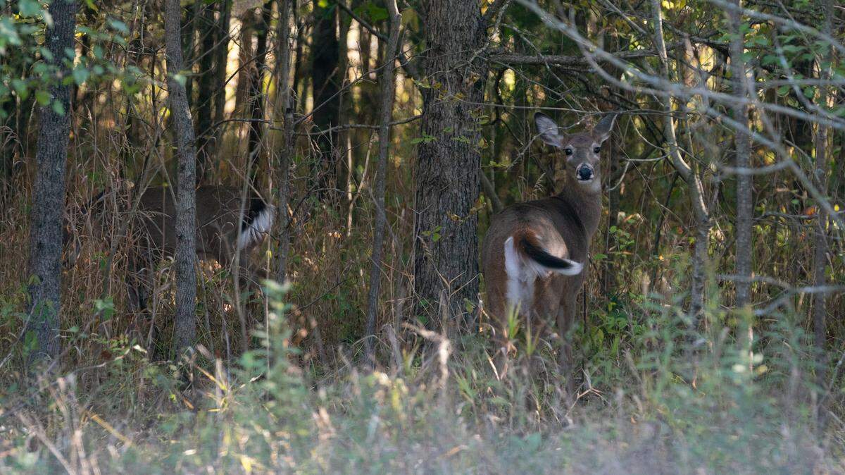 A deer stares back from the woods near Mascoutah, Ill. on Oct. 16, 2023. Illinois hunters harvested. Hunters killed 53,348 deer during the first weekend of the Illinois firearm season, from Nov. 17-19.