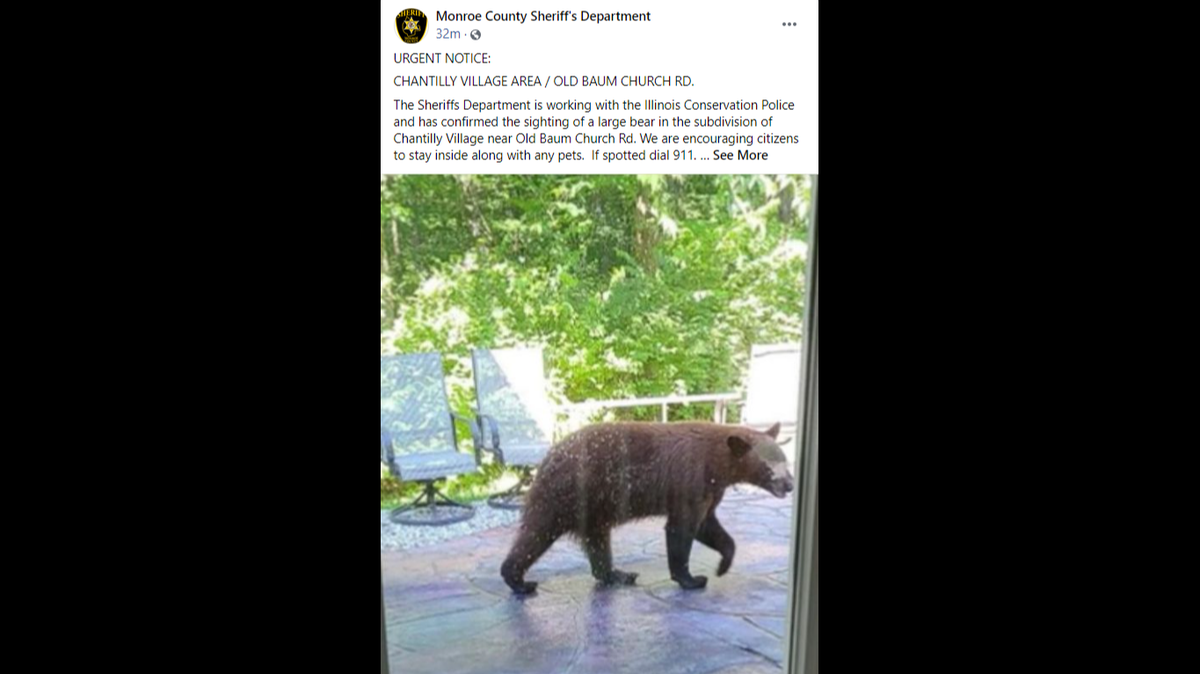 Another bear sighting in southern IL, this one about two hours southeast of Belleville