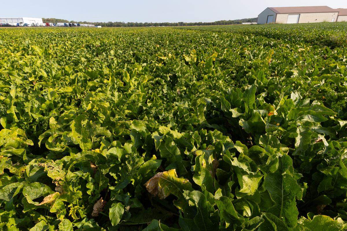A horseradish field in Collinsville, Ill. on Sept. 10, 2024. Matt McMillin of the J.R. Kelly distribution company says there is an estimated 2,000 acres dedicated to horseradish production in the metro-east.