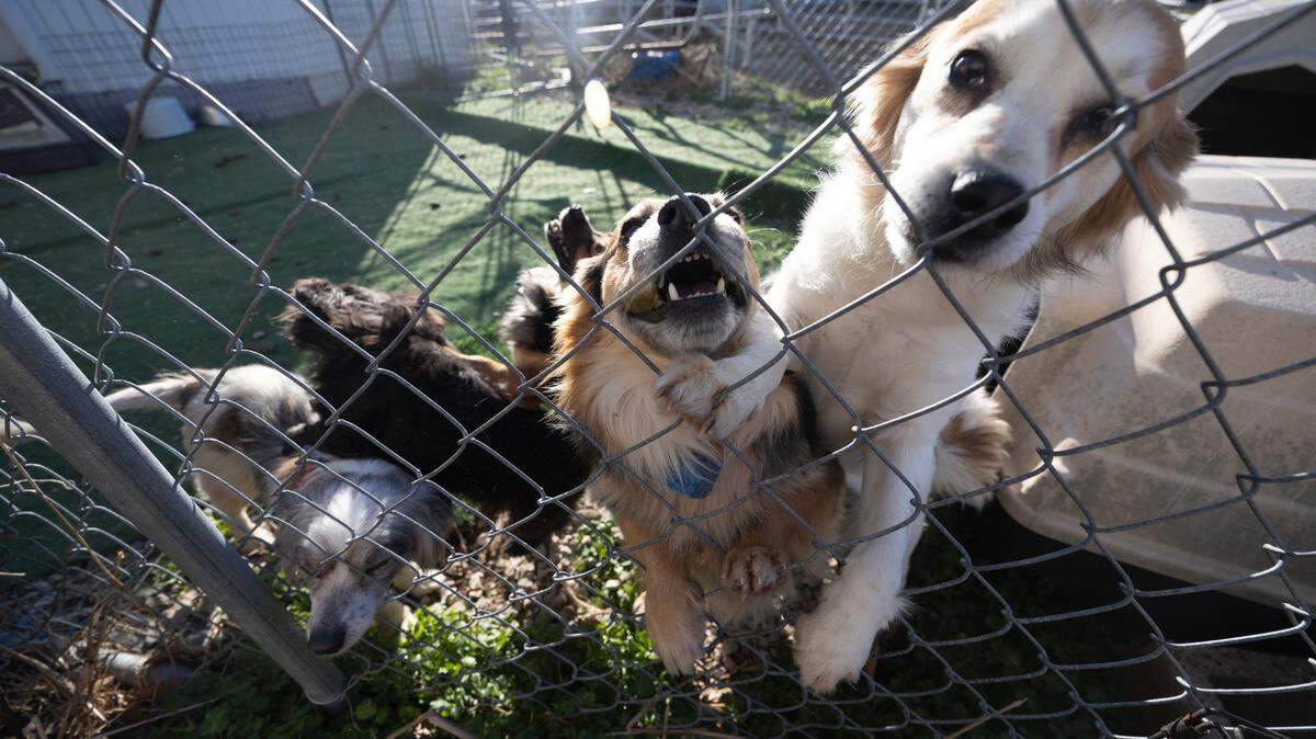 Dogs recently rescued from a hoarding situation in Waterloo are available for adoption through Bishop’s Small Dog Rescue. All of the dogs are small, and some will become available for adoption after vaccines and necessary treatments are fulfilled.