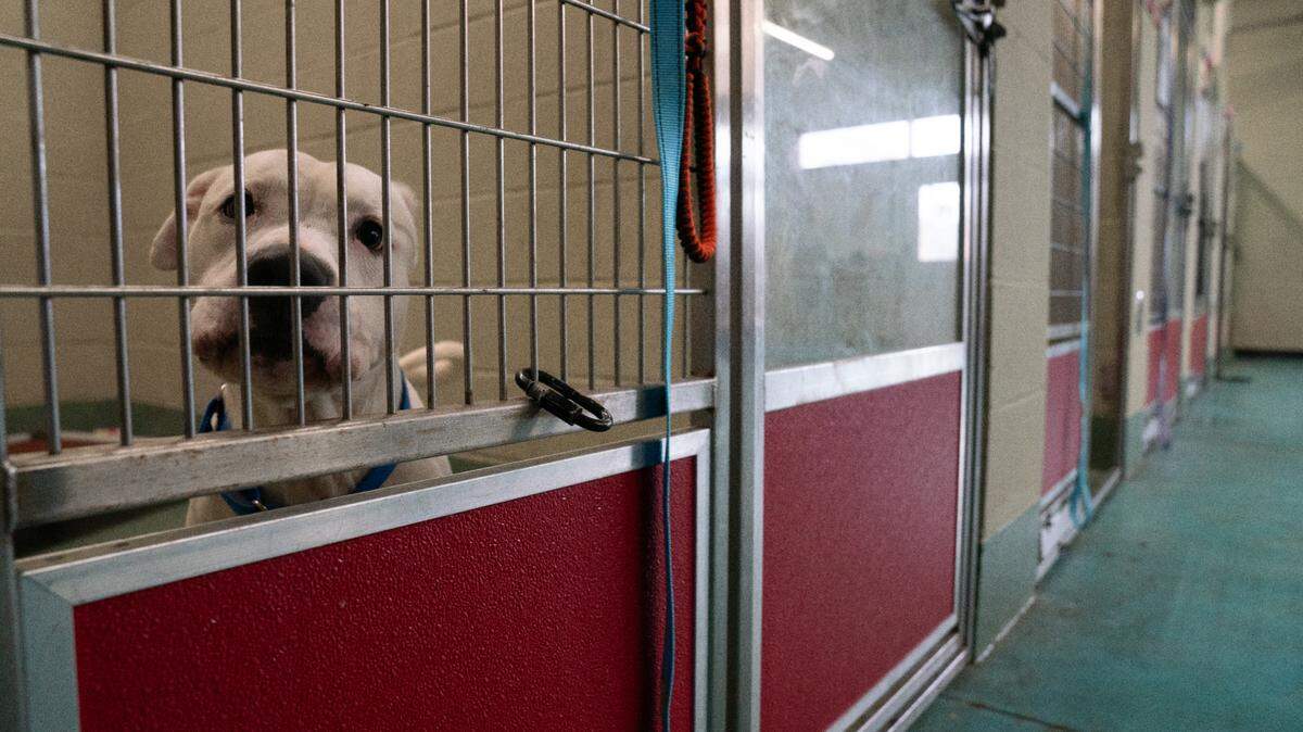 A dog stares through his kennel inside Gateway Pet Guardians in East St. Louis on Jan. 11, 2023.