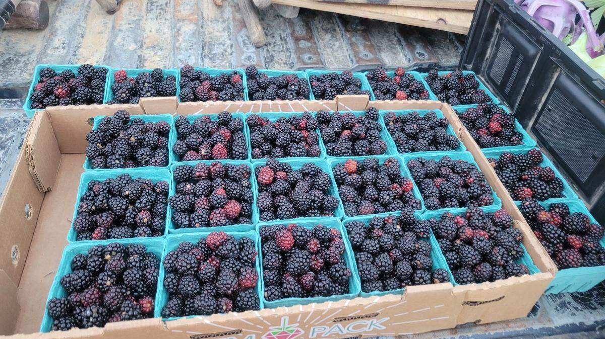 Lehr’s Vegetable Farm sells produce at three local markets. Here’s where to buy fruits and vegetables in Belleville.