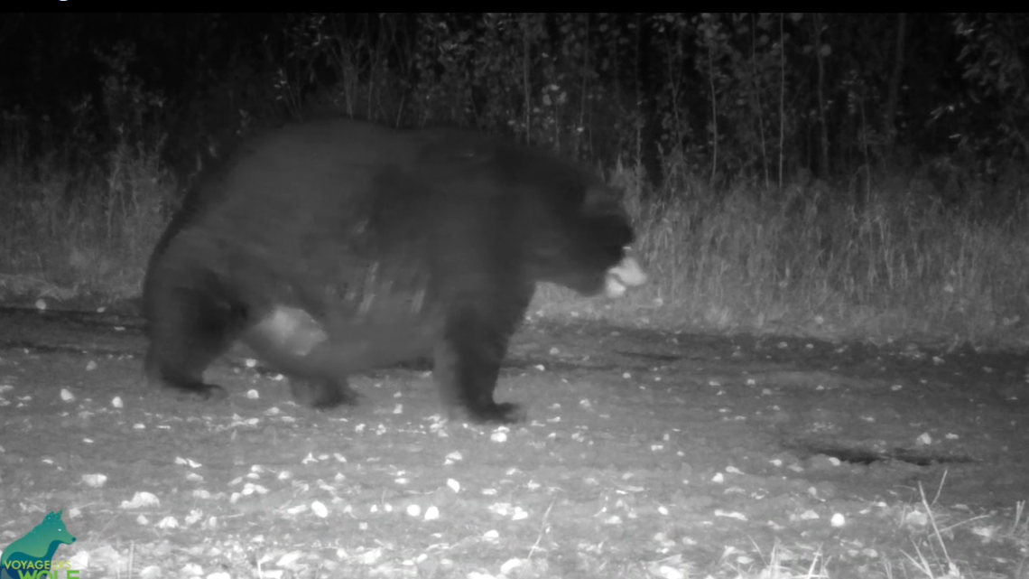 A bear caught on a trail camera in Northern Minnesota has become a celebrity on social media for very successfully putting on extra weight for the winter.