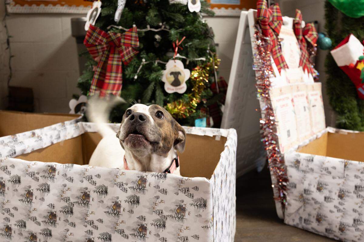 Sally, a dog available for adoption, sits in a box outside of Gateway Pet Guardians’ “giving tree” donation center.