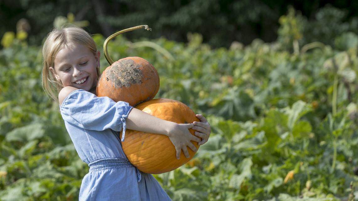 These 5 farms near Belleville offer u-pick apples, pumpkin patches and other fall fun