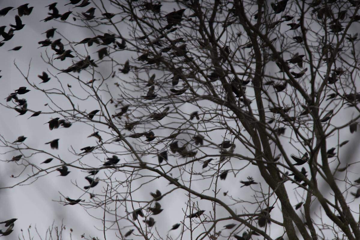 In the winter, flocks of grackles and blackbirds can be seen at Silver Creek Preserve.