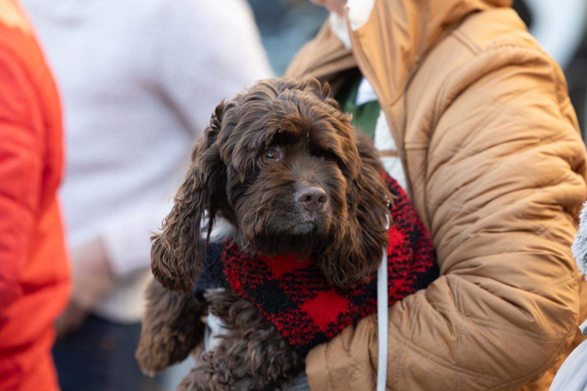 A cozy dog watches on as the Santa parade makes its way past.