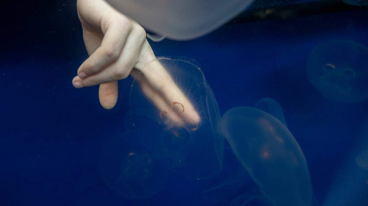 Visitors to the St. Louis Aquarium at Union Station will get an opportunity to touch a Moon Jelly in the new Jelly Touch Pool.