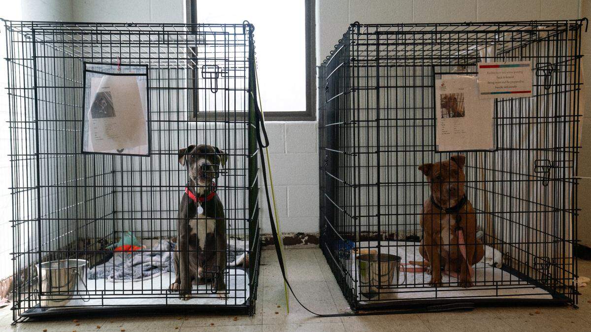 Hambone, left, and Chips, right,  stare from their crates at Gateway Pet Guardians in East St. Louis in this Jan. 11, 2024, photo.
