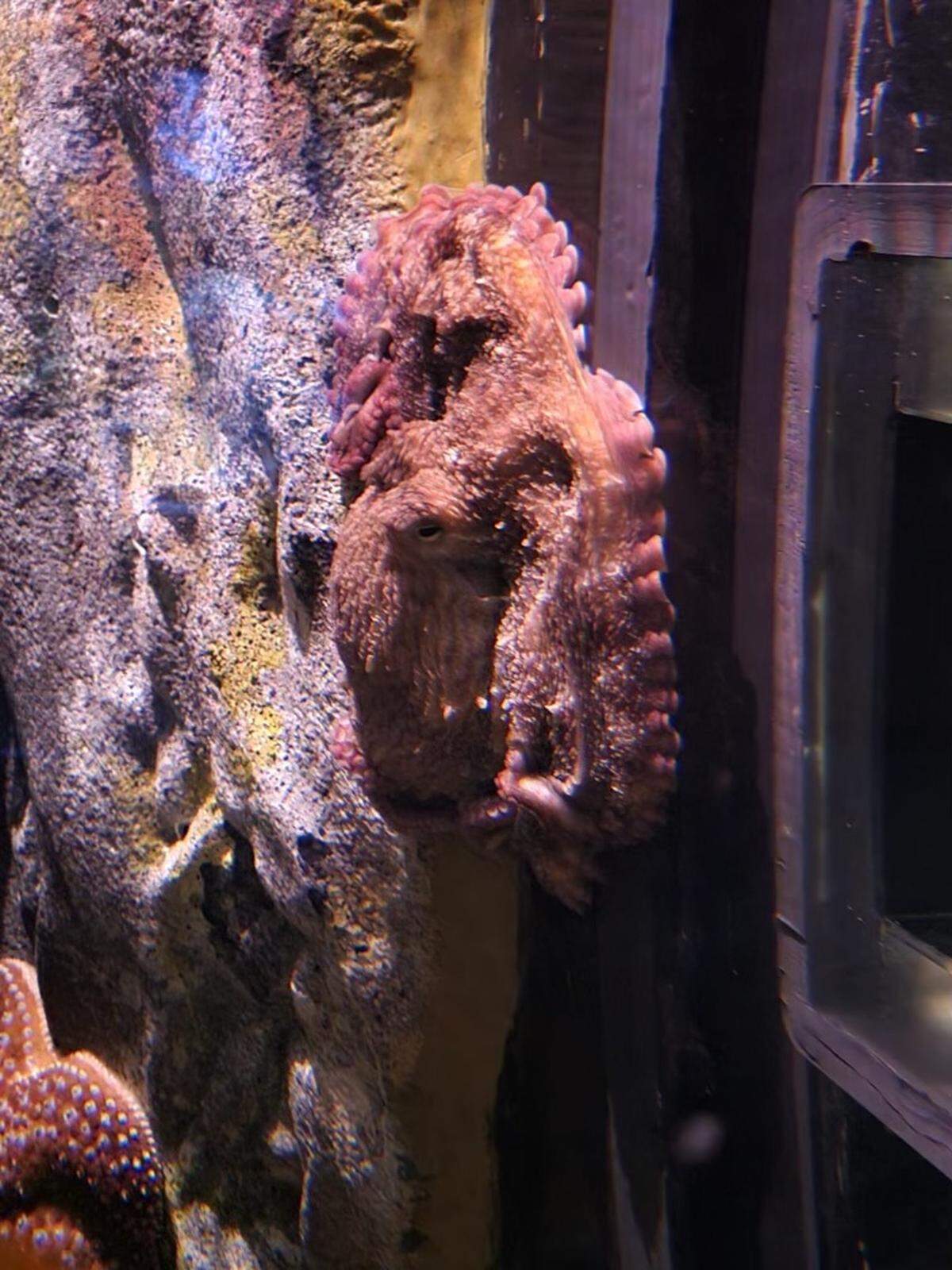 The giant Pacific octopus can change its color to blend into surroundings.