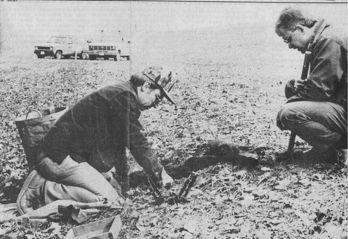 Bill Bonwell, left, and St. Clair County Animal Control Director Tom Amlung set traps near East Carondelet for the big black cat in February 1987.