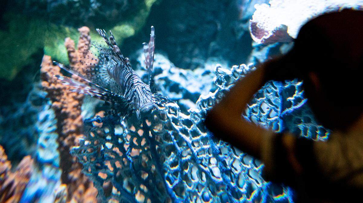 Visitors to the St. Louis Aquarium at Union Station watch the Lionfish swim.