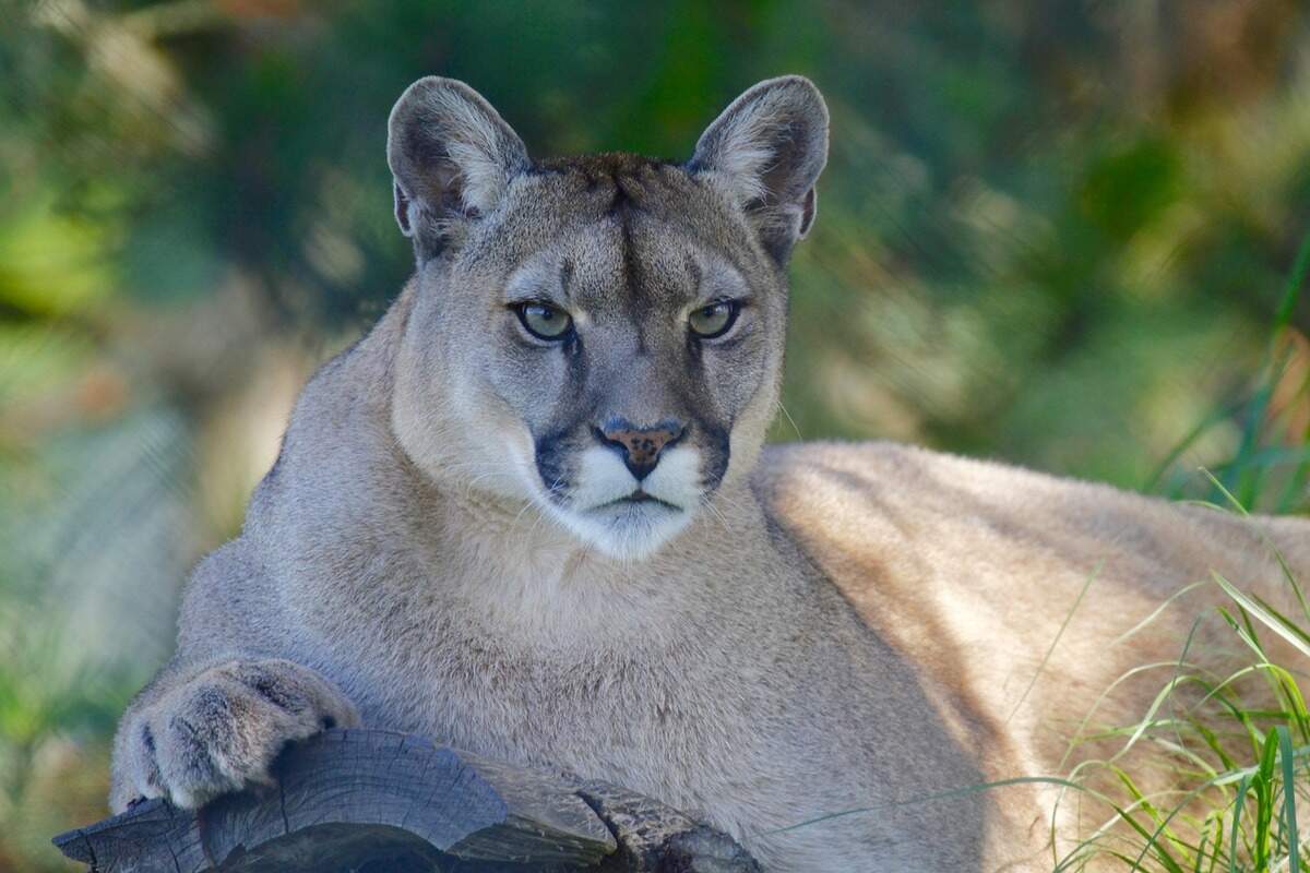 The Illinois Department of Natural Resources is treating a report of a possible mountain lion in Columbia as “unsubstatiated claim” at this point.