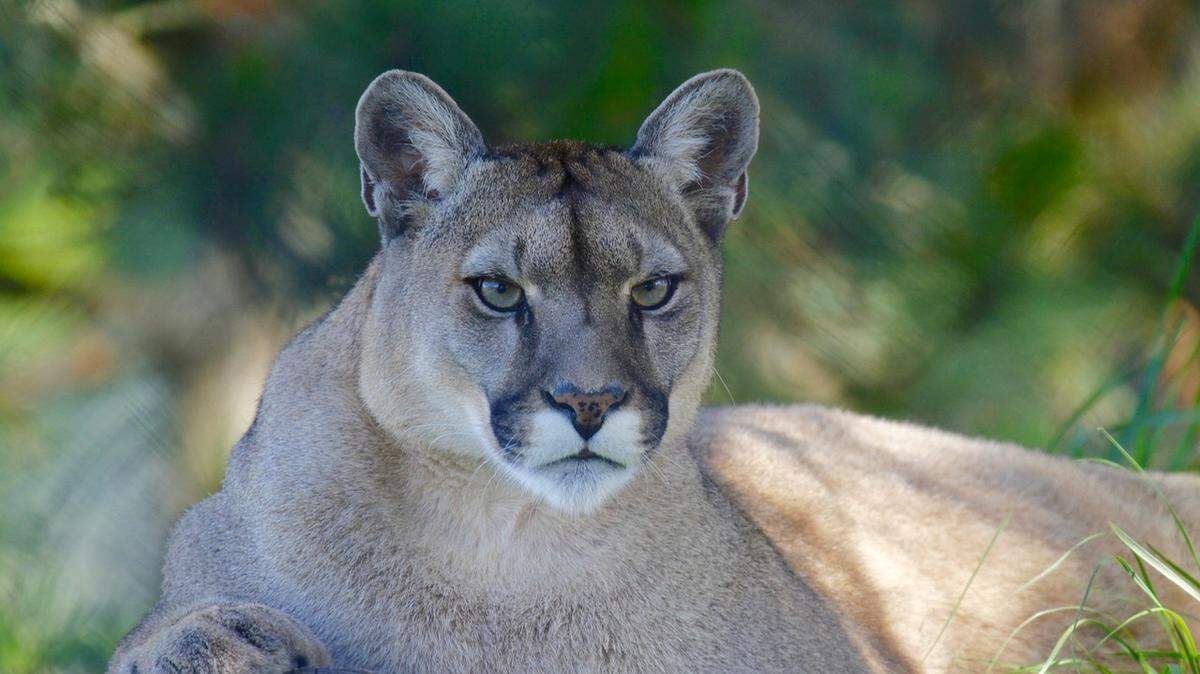 The Illinois Department of Natural Resources is treating a report of a possible mountain lion in Columbia as “unsubstatiated claim” at this point.