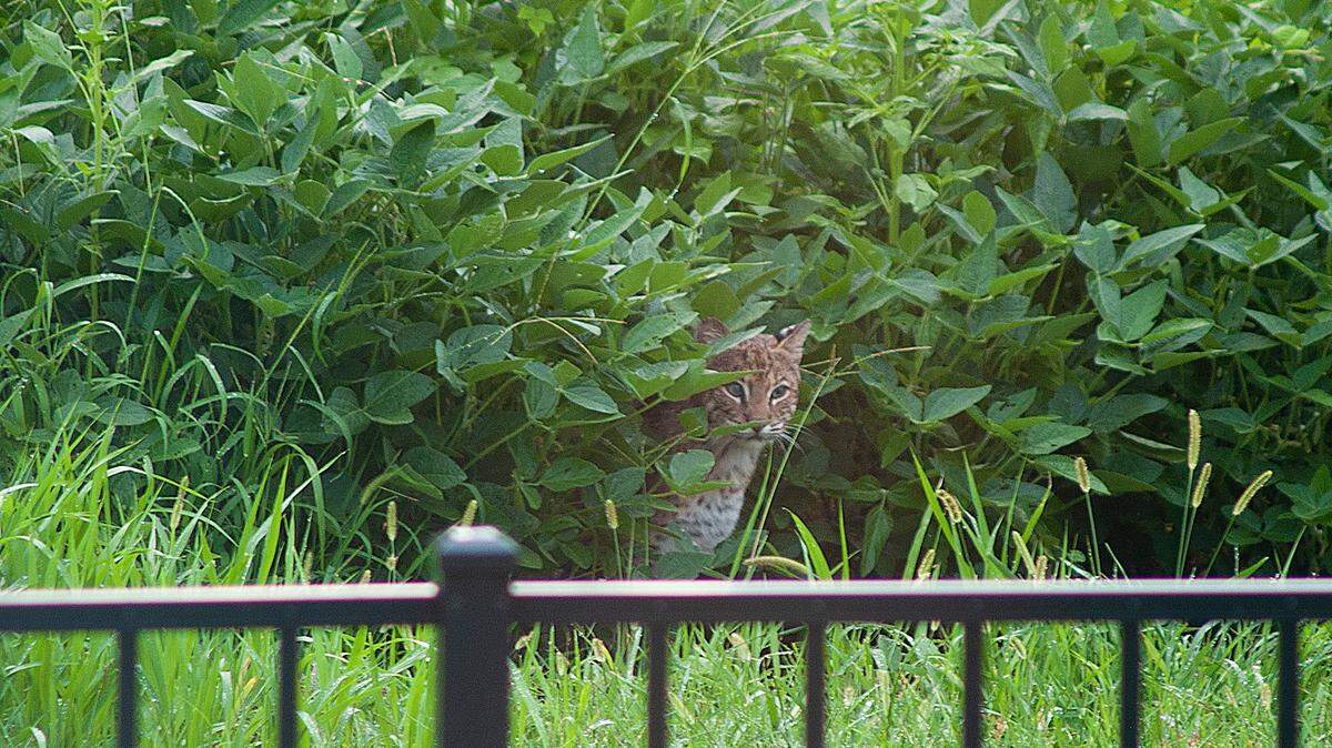 A bobcat peeks from the bushes outside of Lucy Burton’s home on Aug. 13, 2024.