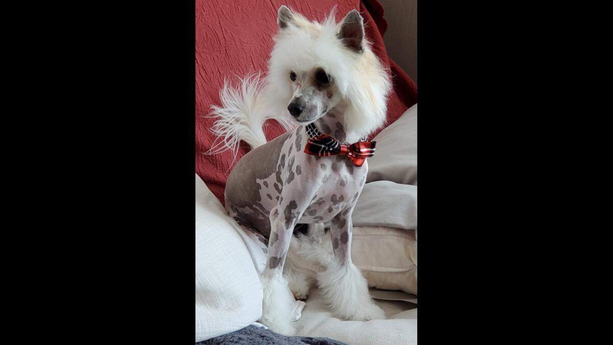Tommy, a Chinese crested dog of the powderpuff variety, has won the BND’s cutest dog contest for 2025.