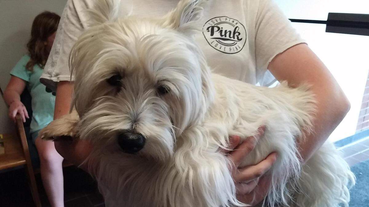 This is a dog the Highland Police Department returned to its owner in October. The department has been using social media for several years to reunite lost animals in the area with their owners.