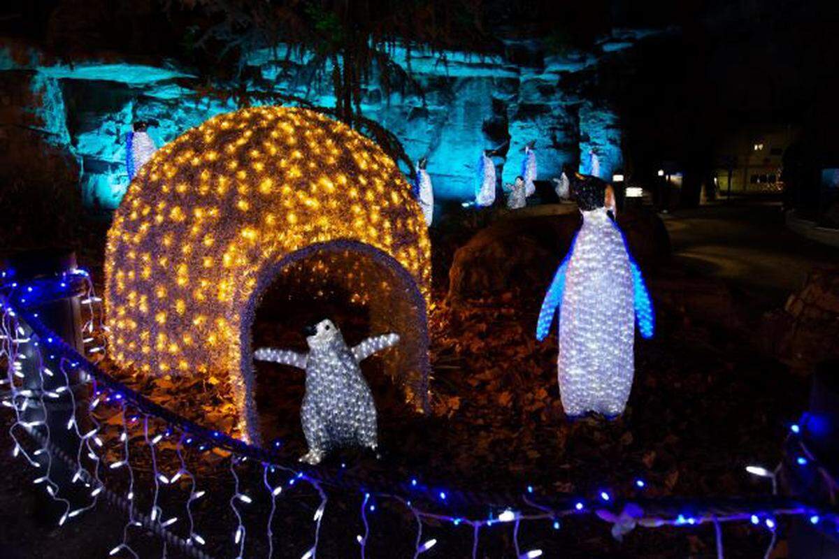 New light displays and winter-themed treats feature in the U.S. Bank Wild Lights at the Saint Louis Zoo. The display is available through Friday, Dec. 30. Learn more at www.stlzoo.org/wildlights.