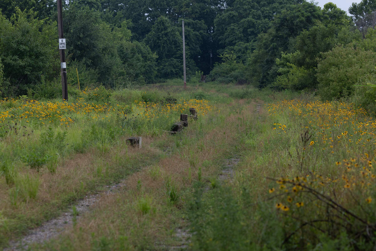 HeartLands Conservancy staff and researchers with Southern Illinois University Edwardsville are working to conserve the rare sand prairie habitat and species found at the Knoll Family Wildlife Sanctuary.