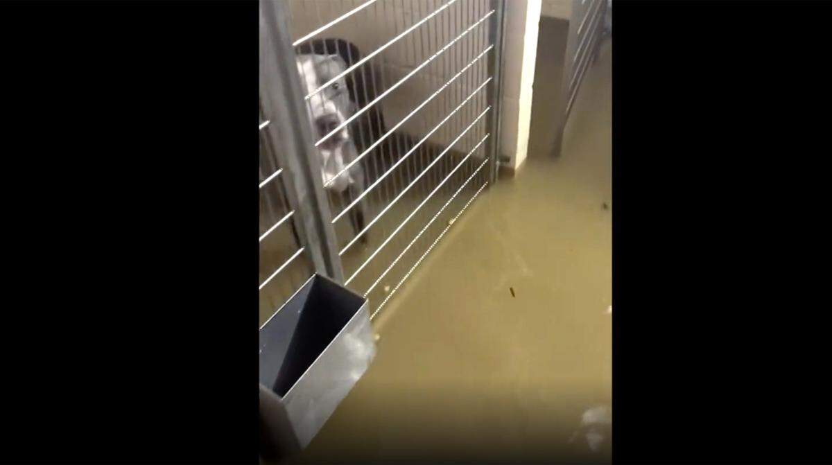 A screen shot from a video shot by a St. Clair County Animal Control worker during the flood waters from the record rainfall in July 2022. Water was flowing into dog cages as workers prepared to take the animals to higher ground.