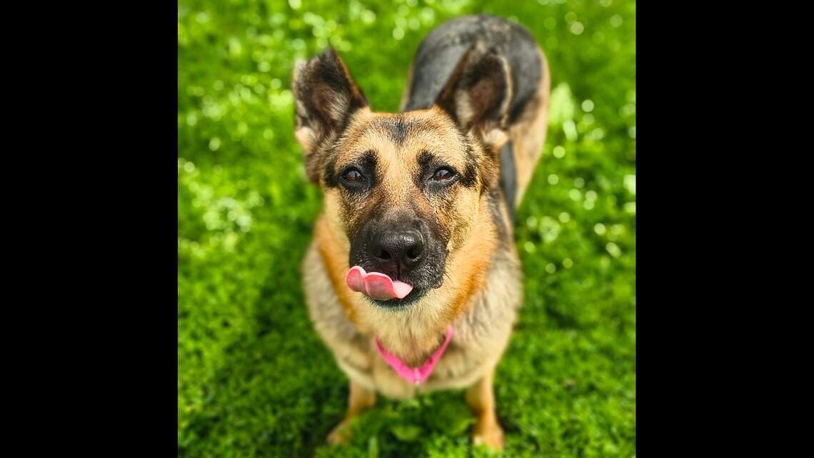 Metro-east animal shelters take part in national adoption event. Fees, details