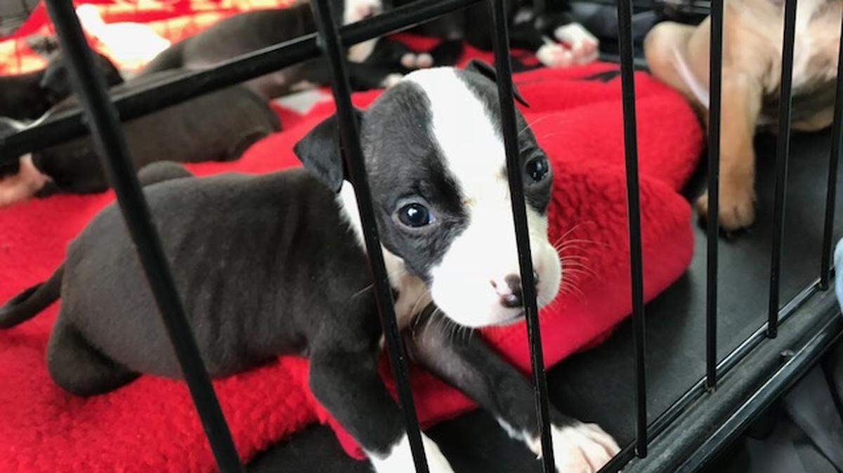 Helping Strays animal shelter in Monroe County has taken in a mother dog and her litter of nine puppies after they were abandoned in Poplar Bluff, Mo. Once the puppies, which are pit bull-terrier mixes, have been nursed back to health, they should be available for adoption.