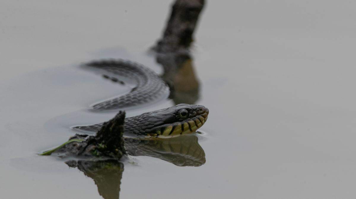Will Hurricane Francine push snakes, rats & insects into your MS Coast home? What to know