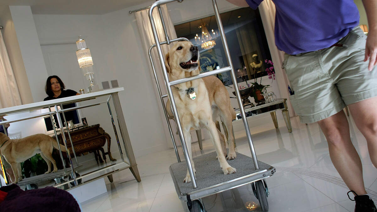 How hotel room hazards and parked-car dangers make traveling with pets riskier t...