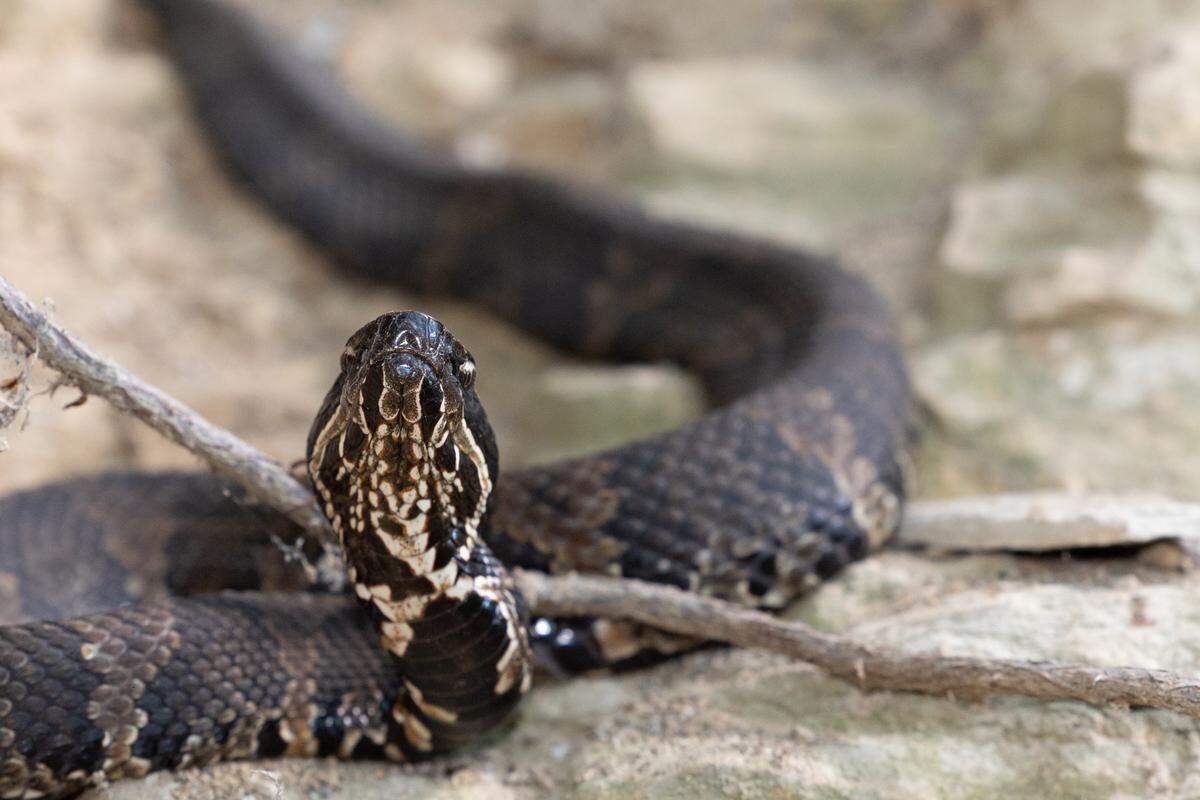 A northern cottonmouth rests along a cliffside overlooking Snake Road in rural Union County, Ill.