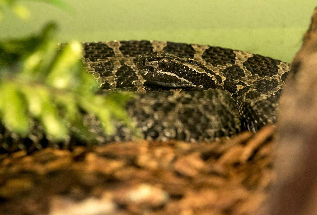 The Eastern Massasauga, a special type of rattlesnake that experts working at Carlyle Lake are trying their best to protect.  This one can be seen inside the visitors center at Carlyle Lake.