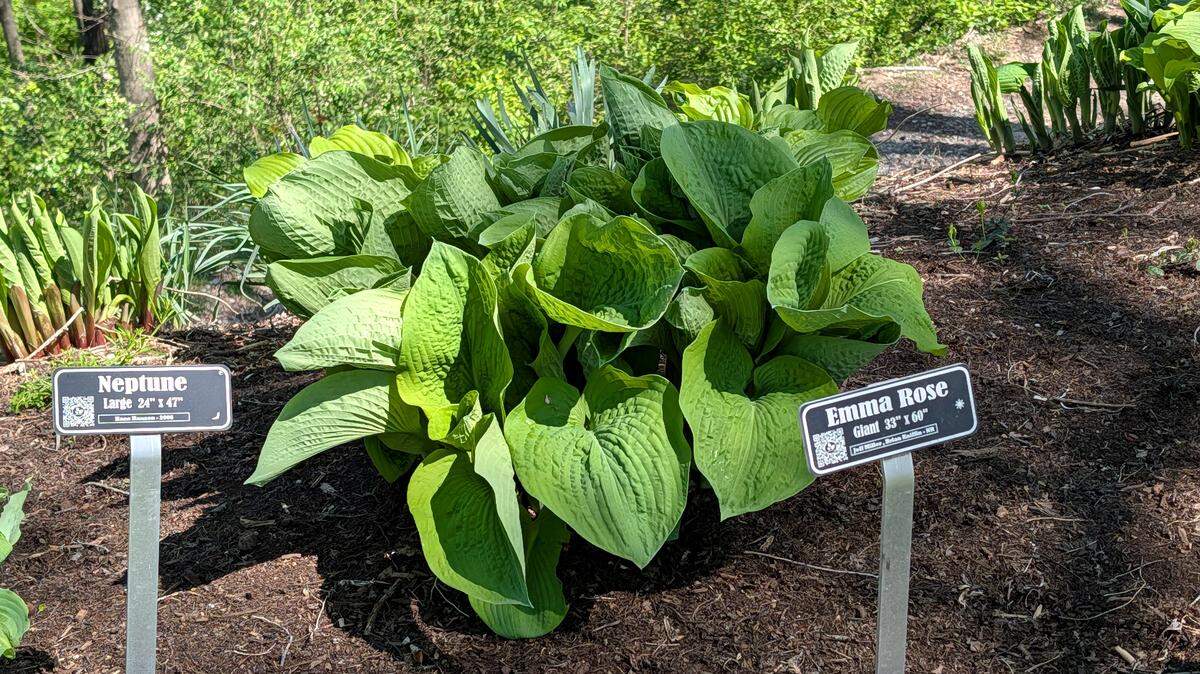 The Emma Rose is one of the newer hosta varieties currently available.