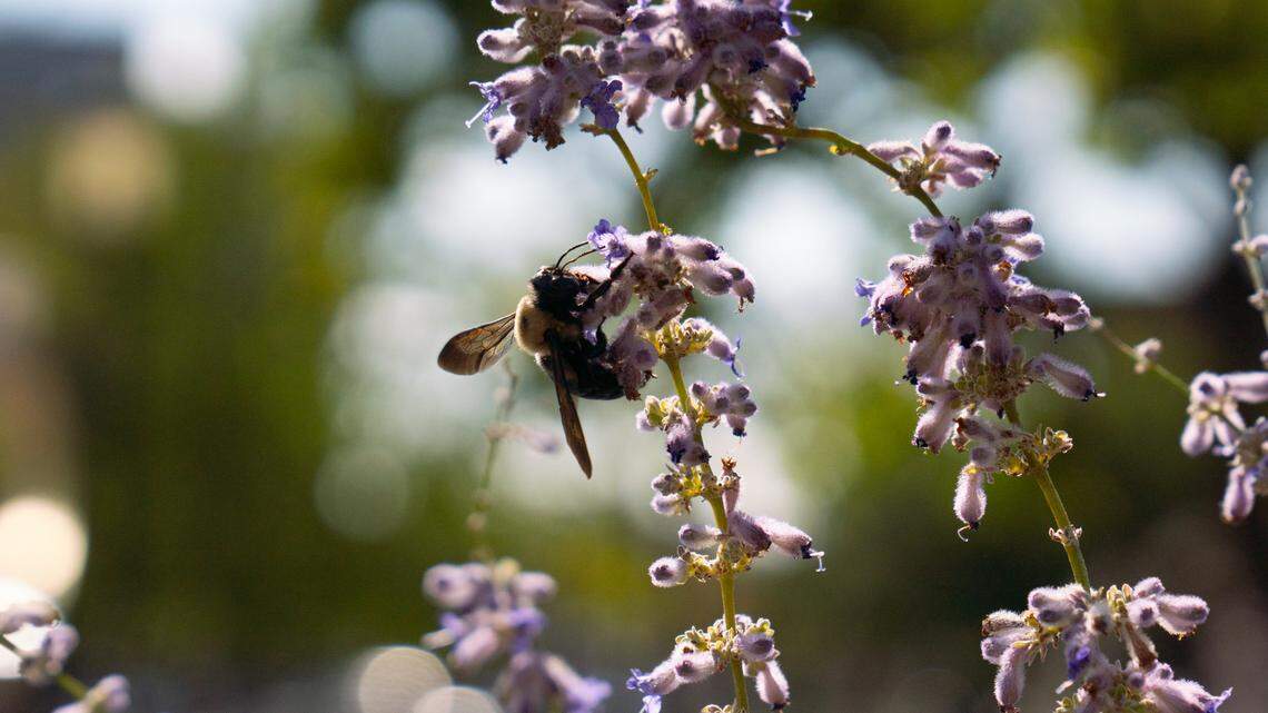 Near-record heat, then possible snow in metro-east forecast. Here’s what you can expect