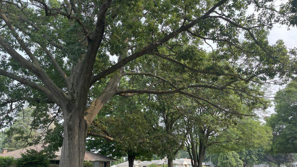 The city of Rockford’s tree inventory — kind of census that records the variety, size and location of all the city’s trees — is over 10 years old. Experts say these studies should be updated every five years, but inventories are expensive, and depending on the size of a municipality can end up costing tens of thousands of dollars.