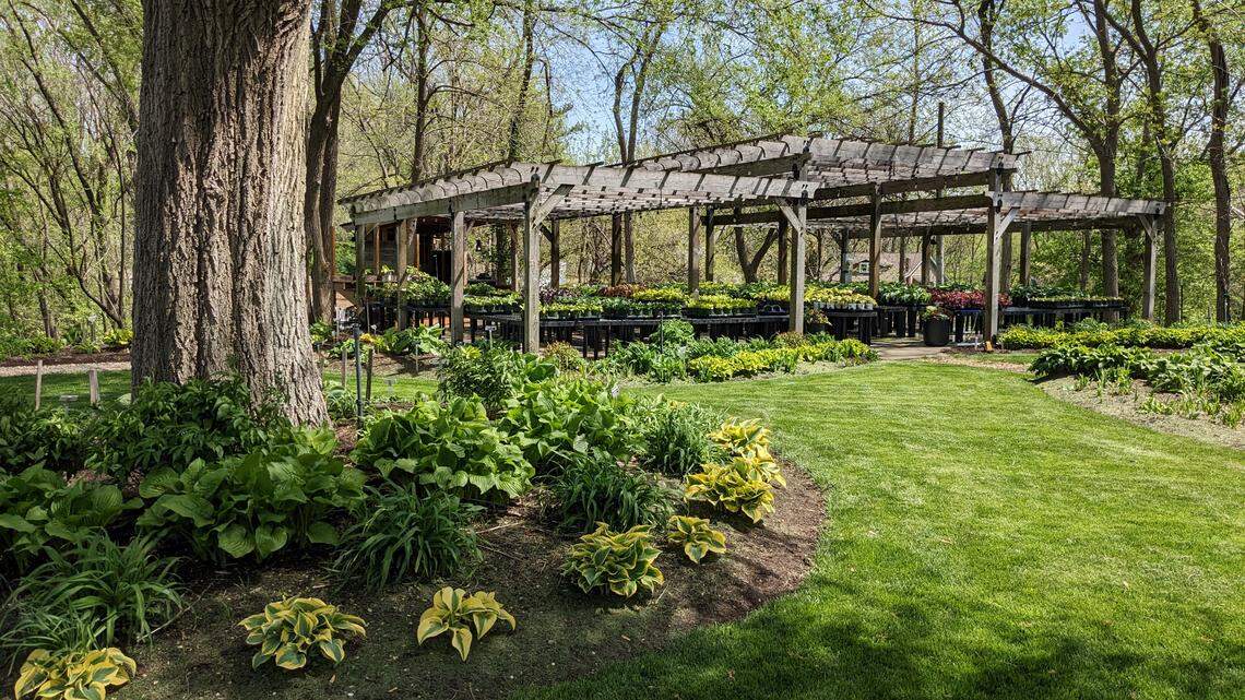 Lotsa lotsa hostas. Fairview Heights business sells plants, offers a beautiful place to visit