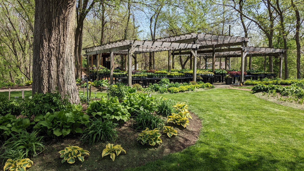 Hostas on the Bluff sells multiple varieties of potted plants, including hostas and companion plants.