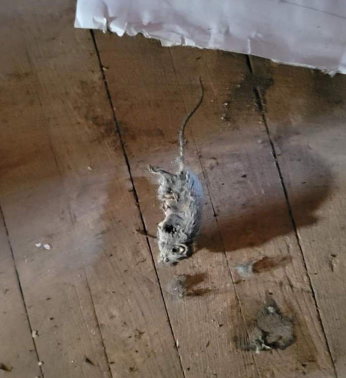 A photo shows a dead rodent in what a source identified as a basement stairway at the Moran Queen-Boggs Funeral Home in Centralia outside of its embalming room. The source who provided the photo requested anonymity due to safety concerns. The funeral home’s director, Hugh Moran, would not confirm its authenticity.