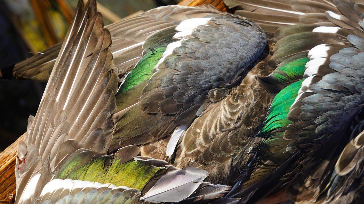 The feathers of northern shoveler ducks shine in the sun on a hunt at Horicon Marsh.